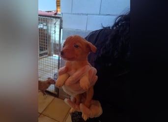 Bianca, verspielt und menschenbezogen