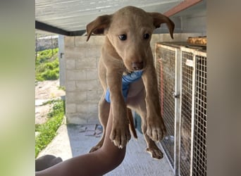 Puma, neugieriger Welpenbube ist bereit die Welt zu entdecken