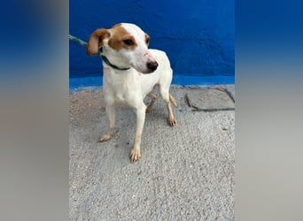 Ria, eine kleine zarte Podenca