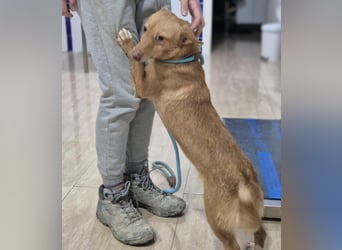 Hugo, auf kurzen Beinen und mit ganz großem Charme