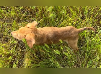 Ein verspieltes Herz auf der Suche: Bimba wartet auf ihre Familie!