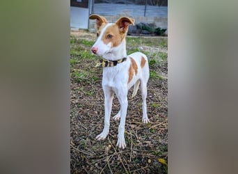 Casillas, verschmust und absolut liebenswert