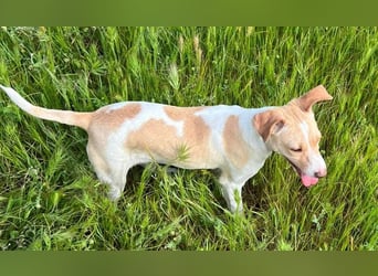 Lola - kleine Lachmaus  sucht ihr großes Glück