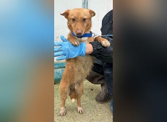 Hugo – Der Podenco auf kurzen Beinen und mit ganz großem Charme!