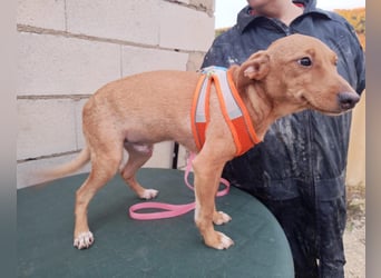 Tibs, sucht ein warmes Körbchen über den Winter