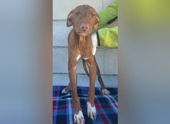 Dolce , Junger Entdecker sucht sein Für-immer-Zuhause