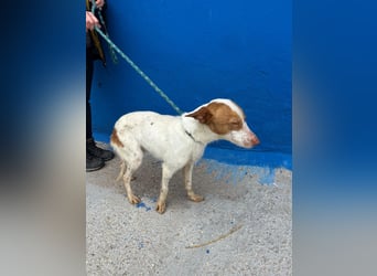 Baloo, wünscht sich ein sicheres Zuhause