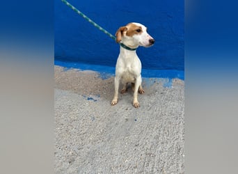 Ria, eine kleine zarte Podenca