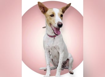 Suki, wer gibt ihm eine Chance auf ein Körbchen