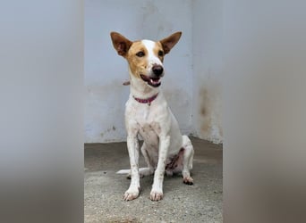 Suki, wer gibt ihm eine Chance auf ein Körbchen