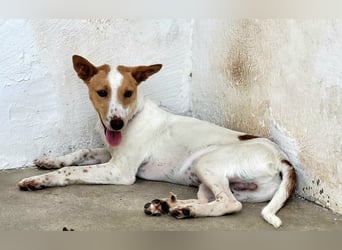 Suki, wartet auf sein großes Glück