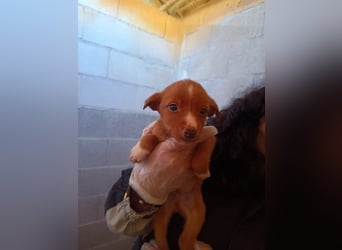 Dario, klein wild frech und wunderbar