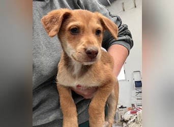 Ein verspieltes Herz auf der Suche: Bimba wartet auf ihre Familie!