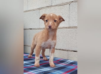 Bianca, kleines Mädchen sucht ihr Glück