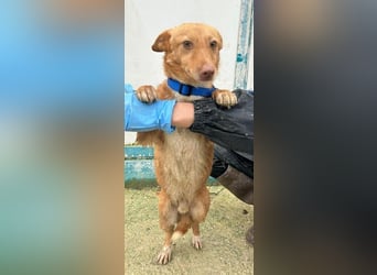 Hugo – Der Podenco auf kurzen Beinen und mit ganz großem Charme!