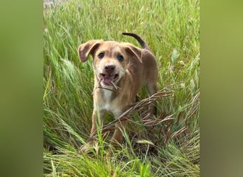 Ein verspieltes Herz auf der Suche: Bimba wartet auf ihre Familie!