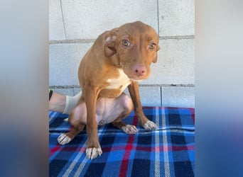 Gabbana - kleine weiße Pfötchen auf dem Weg ins große Glück