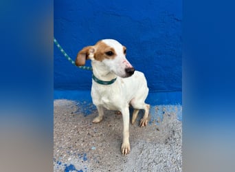 Ria, eine kleine zarte Podenca