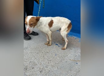 Baloo, wünscht sich ein sicheres Zuhause