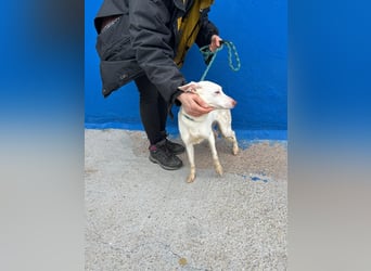 Luni – Ein zartes Podencoherz sucht endlich Sicherheit und Liebe