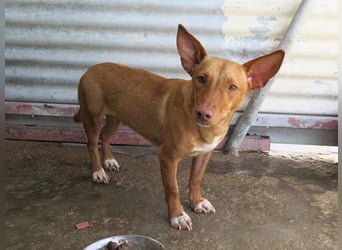 Kino- Podencomix sucht liebevolles Körbchen.