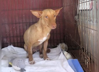 Kino- Podencomix sucht liebevolles Körbchen.