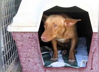 Kino- Podencomix sucht liebevolles Körbchen.