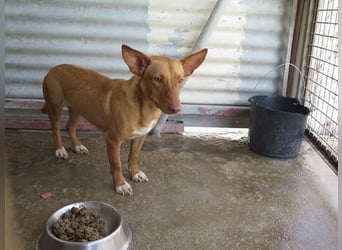 Kino- Podencomix sucht liebevolles Körbchen.