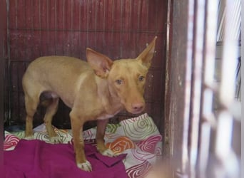 Kino- Podencomix sucht liebevolles Körbchen.