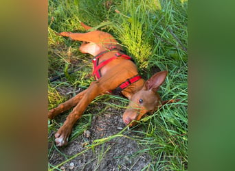 Okal - kleine Bambi Podi-Hündin mit Energie und Kuschelfaktor sucht ihre Menschen
