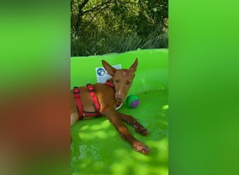 Okal - kleine Bambi Podi-Hündin mit Energie und Kuschelfaktor sucht ihre Menschen