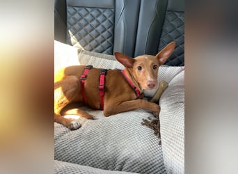 Okal - kleine Bambi Podi-Hündin mit Energie und Kuschelfaktor sucht ihre Menschen