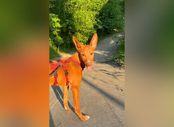 Okal - kleine Bambi Podi-Hündin mit Energie und Kuschelfaktor sucht ihre Menschen