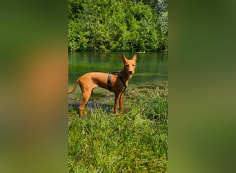 Okal - kleine Bambi Podi-Hündin mit Energie und Kuschelfaktor sucht ihre Menschen