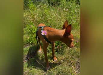 Okal - kleine Bambi Podi-Hündin mit Energie und Kuschelfaktor sucht ihre Menschen