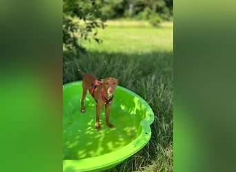 Okal - kleine Bambi Podi-Hündin mit Energie und Kuschelfaktor sucht ihre Menschen