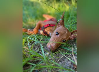 Okal - kleine Bambi Podi-Hündin mit Energie und Kuschelfaktor sucht ihre Menschen