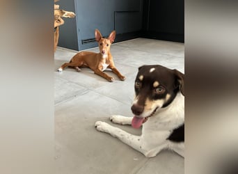 Okal - kleine Bambi Podi-Hündin mit Energie und Kuschelfaktor sucht ihre Menschen