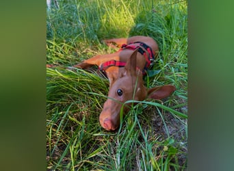 Okal - kleine Bambi Podi-Hündin mit Energie und Kuschelfaktor sucht ihre Menschen