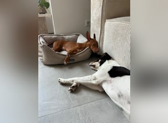 Okal - kleine Bambi Podi-Hündin mit Energie und Kuschelfaktor sucht ihre Menschen