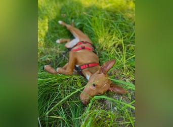 Okal - kleine Bambi Podi-Hündin mit Energie und Kuschelfaktor sucht ihre Menschen