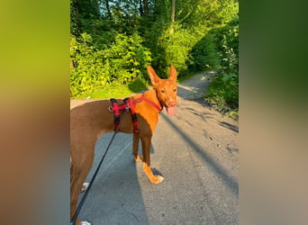 Okal - kleine Bambi Podi-Hündin mit Energie und Kuschelfaktor sucht ihre Menschen