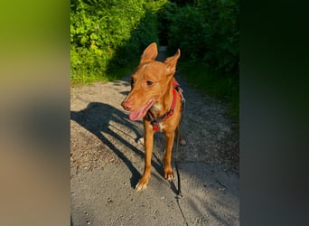 Okal - kleine Bambi Podi-Hündin mit Energie und Kuschelfaktor sucht ihre Menschen
