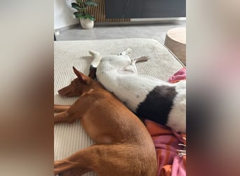 Okal - kleine Bambi Podi-Hündin mit Energie und Kuschelfaktor sucht ihre Menschen