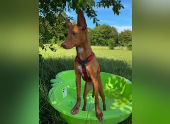 Okal - kleine Bambi Podi-Hündin mit Energie und Kuschelfaktor sucht ihre Menschen