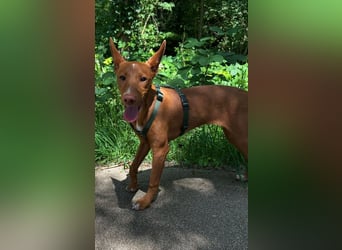 Okal - kleine Bambi Podi-Hündin mit Energie und Kuschelfaktor sucht ihre Menschen