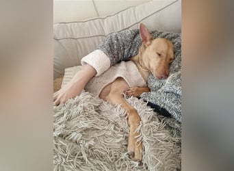 Topoyiyo- liebes Kuschelmonster möchte umziehen