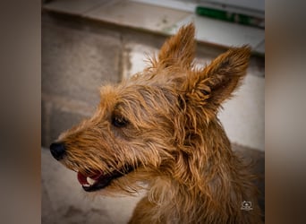 Pedro - Podenco sucht aktive Menschen
