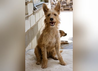 Pedro - Podenco sucht aktive Menschen
