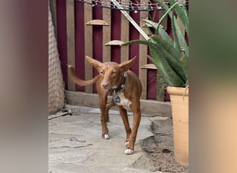 Lizzy CH40 ist sensibel und fein